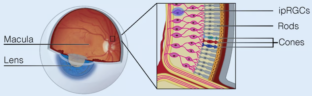 Diagram of human retina layers showing rod and cone photoreceptors